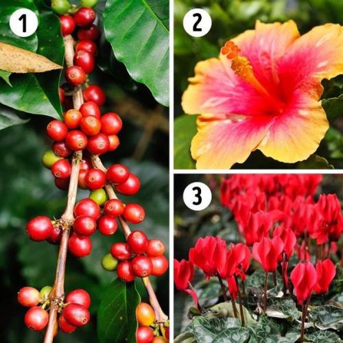 15 лучших растений для каждой комнаты. 02