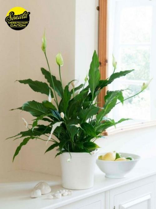 Все девушки и женщины пристрастно относятся к домашнему уюту, его созданию и поддержанию. 05