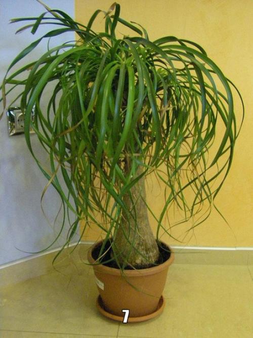 Самые неприхотливые и декоративные комнатные цветы? 06