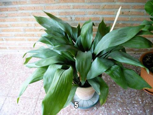 Самые неприхотливые и декоративные комнатные цветы? 04