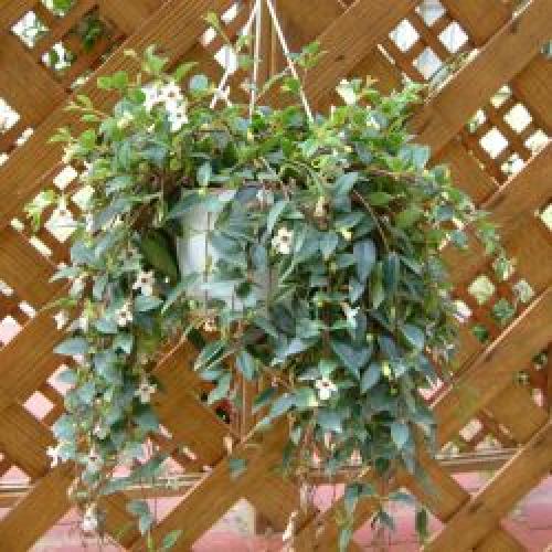 Кодонанта - изящная комнатная верхолазка? 07