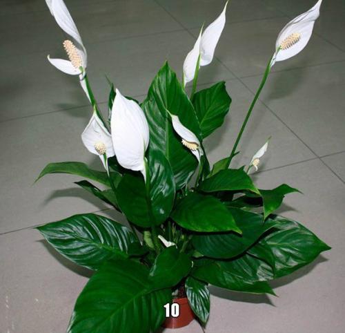 Самые неприхотливые и декоративные комнатные цветы? 09