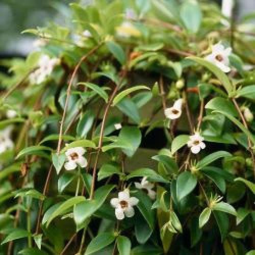 Кодонанта - изящная комнатная верхолазка? 01