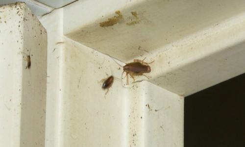 Тараканья блокада: соседи замуровали квартиру с насекомыми в Кемерове. 02