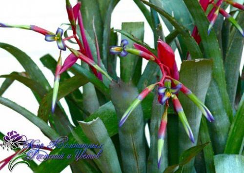 Неприхотливая и преданная бильбергия поникающая? 04