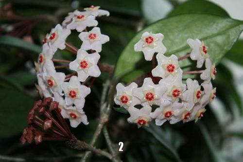 Самые неприхотливые и декоративные комнатные цветы? 01