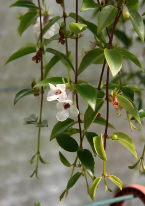 Кодонанта - изящная комнатная верхолазка? 04