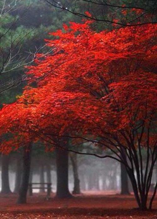 Осень в стиле Квентина тарантино. 01