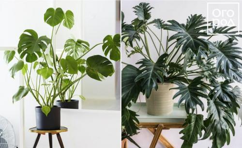 Продолжение. Комнатные цветы для вашей кухни: 20 идеальных вариантов. 05