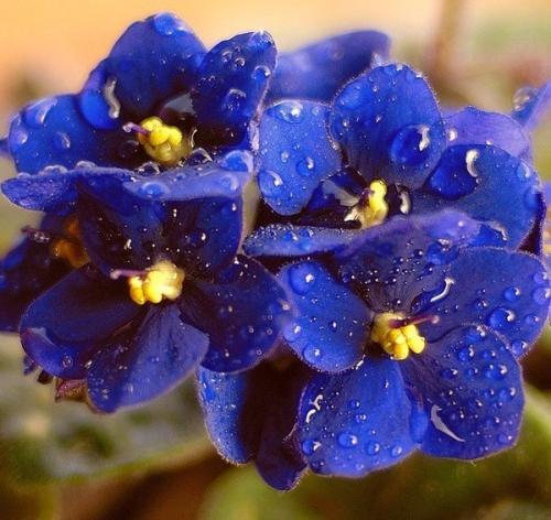 Фиалка узамбарская. Сенполия (фиалка) - одно из самых популярных цветущих комнатных растений. 05