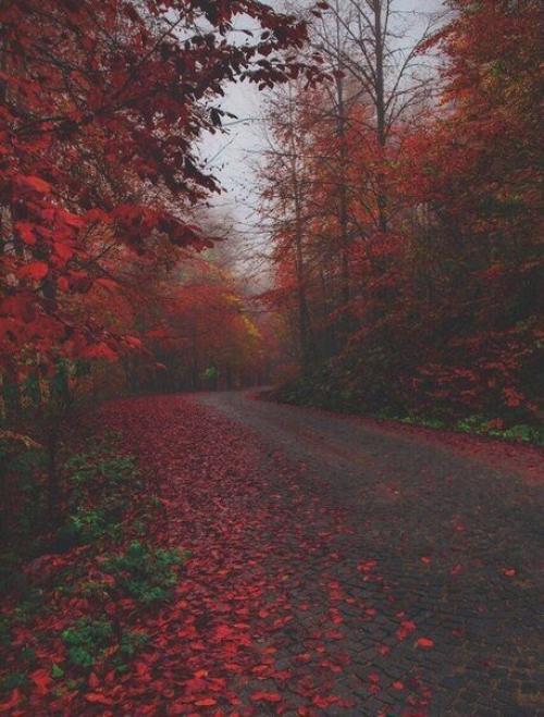 Осень в стиле Квентина тарантино. 04