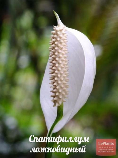 Спатифиллум (Spathiphyllum). - Растение семейства ароидных. 02