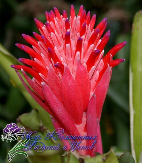 Неприхотливая и преданная бильбергия поникающая? 06