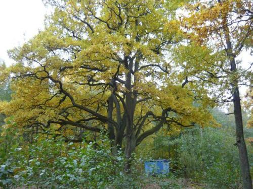 5 примечательных мест Петергофа. 05