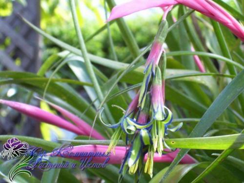 Неприхотливая и преданная бильбергия поникающая?