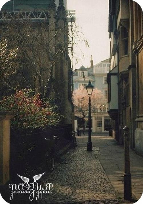 В славном городе N зацветают махровые астры, и плывут облака в свеженалитых лужицах окон.