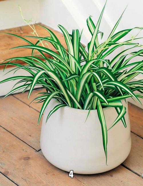 Самые неприхотливые и декоративные комнатные цветы? 03