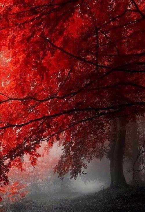 Осень в стиле Квентина тарантино. 05