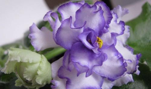 Фиалка узамбарская. Сенполия (фиалка) - одно из самых популярных цветущих комнатных растений. 04