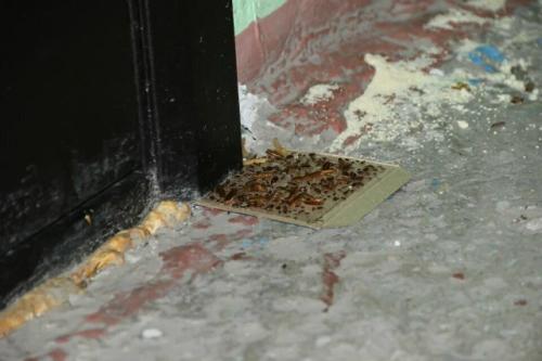 Тараканья блокада: соседи замуровали квартиру с насекомыми в Кемерове. 01