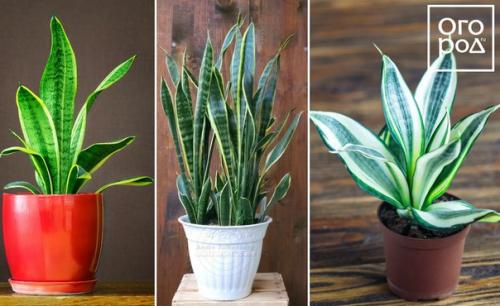 Продолжение. Комнатные цветы для вашей кухни: 20 идеальных вариантов. 04
