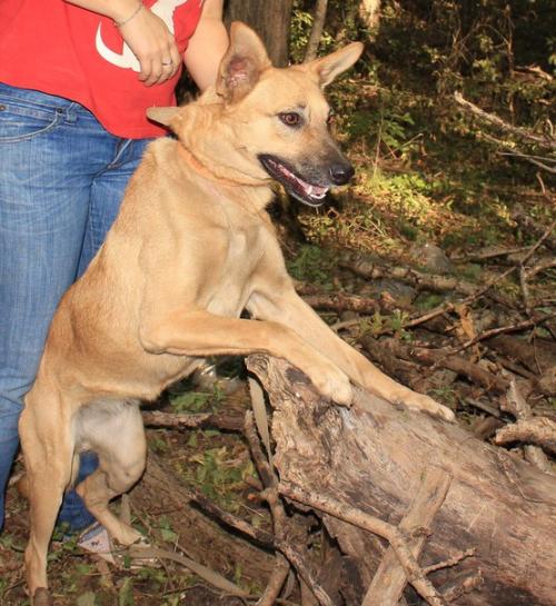 Ставрополь. Животные в приюте! 02