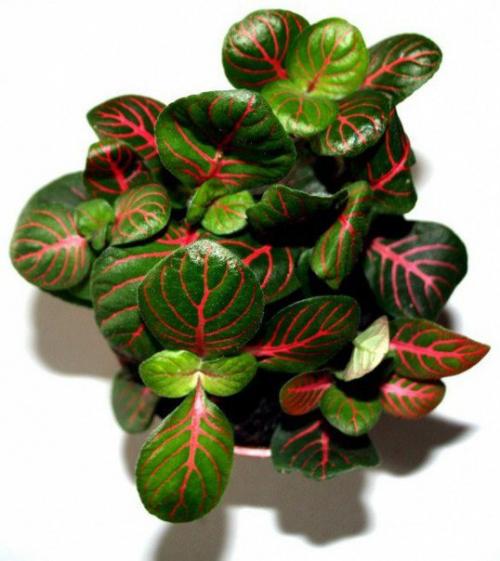 Сетчатая скромница фиттония? 01