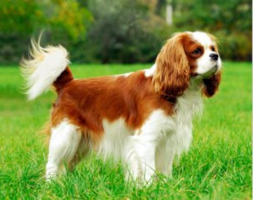 История породы насчитывает много веков. 03