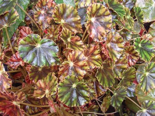 Роскошь узоров лиственных бегоний? 02