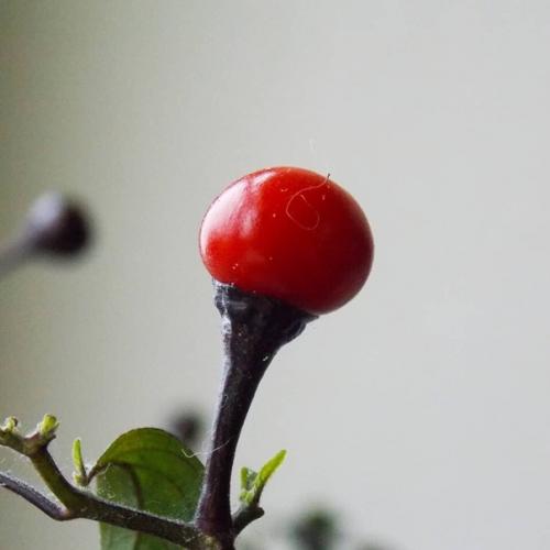 Комнатный острый перец: сорта и особенности выращивания. 04