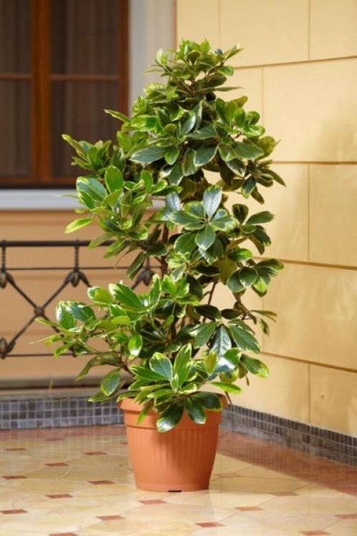 Коринокарпус - новозеландский лавр? 06