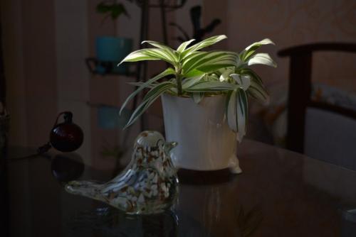 Неприхотливая красавица традесканция, как за ней ухаживать в домашних условиях. 01