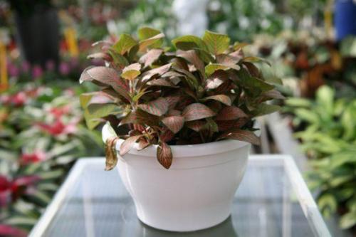 Сетчатая скромница фиттония? 02