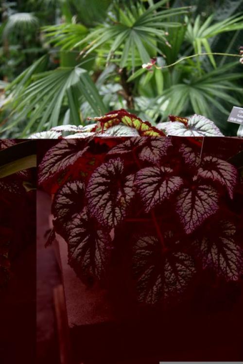 Роскошь узоров лиственных бегоний? 06