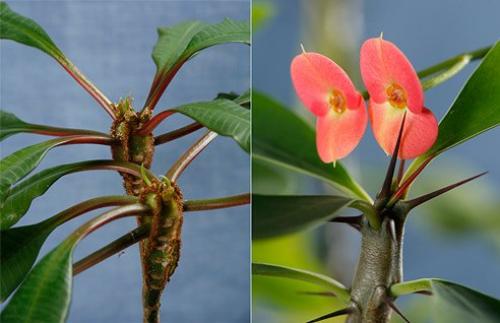 15 растений специально для лентяев. 04