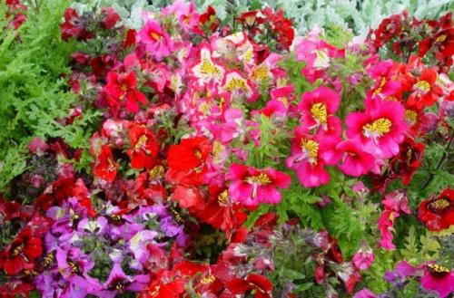 Комнатный схизантус?  Среди комнатных растений не так уж много подлинных однолетников. 06