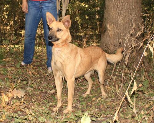 Ставрополь. Животные в приюте! 03