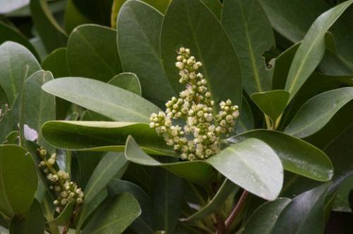 Коринокарпус - новозеландский лавр? 07