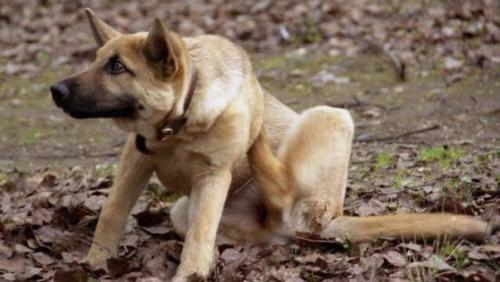 Как избавить собаку от блох? 01