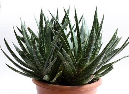 15 растений специально для лентяев. 03