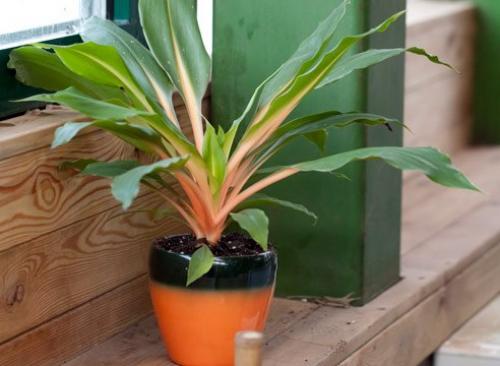 15 растений специально для лентяев. 08