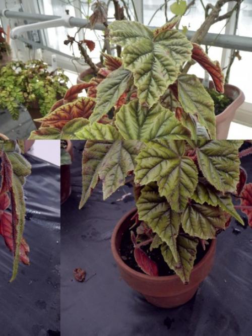 Роскошь узоров лиственных бегоний? 08