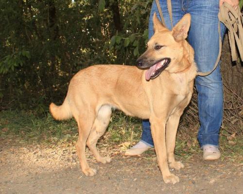 Ставрополь. Животные в приюте! 01