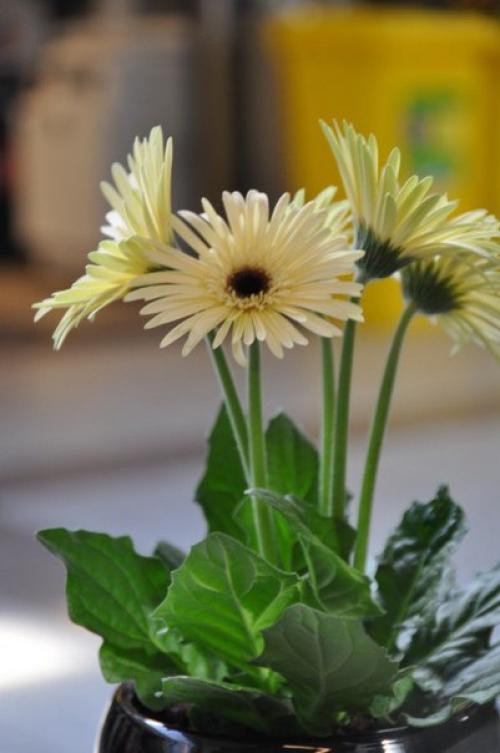 Комнатные герберы - яркий букет в горшке? 08 Комнатные герберы - яркий букет в горшке? 08