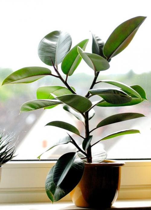 Самые полезные комнатные растения. 05