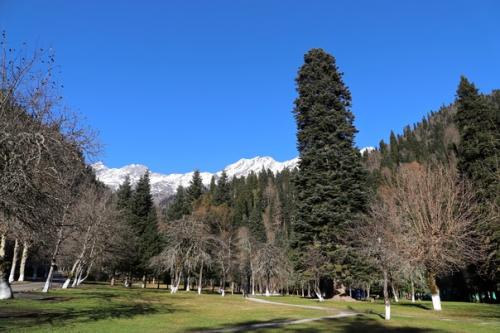 Государственная дача сталина в Абхазии. 05