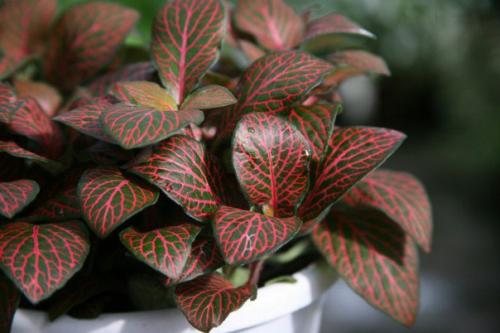 Сетчатая скромница фиттония? 04