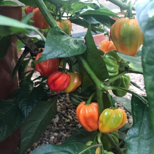 Комнатный острый перец: сорта и особенности выращивания. 03