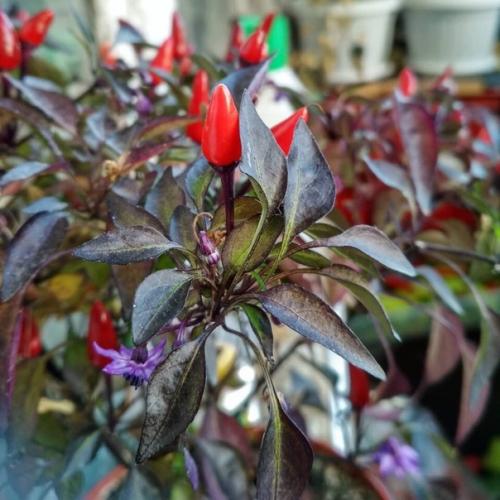 Комнатный острый перец: сорта и особенности выращивания. 05