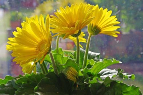 Комнатные герберы - яркий букет в горшке? 01 Комнатные герберы - яркий букет в горшке? 01